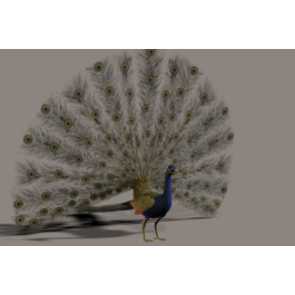 Peacock 3D Model