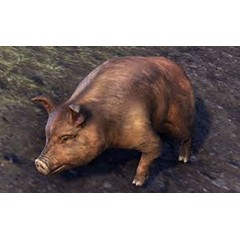 BRISTLEGUT PIGLET (PET) + 15 DAYS ESO PLUS + 750 CROWN✅