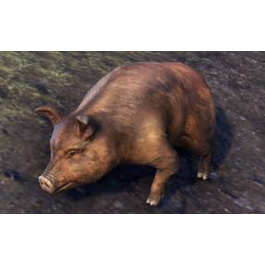 BRISTLEGUT PIGLET (PET) + 15 DAYS ESO PLUS + 750 CROWN✅