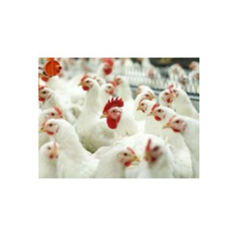 Business Plan 1000/2000 chickens on poultry farms