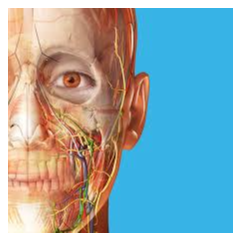 Атлас анатомии человека 2025 Microsoft Store Windows PC